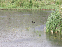 Azraq Wetland Reserve