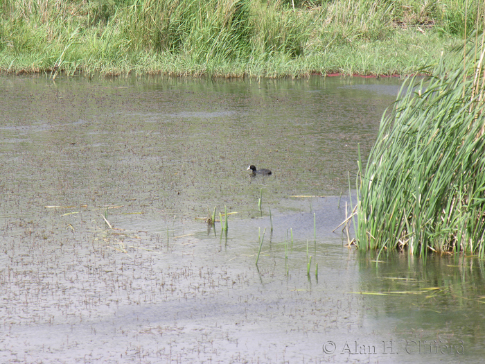 Azraq Wetland Reserve