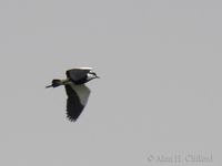 Azraq Wetland Reserve