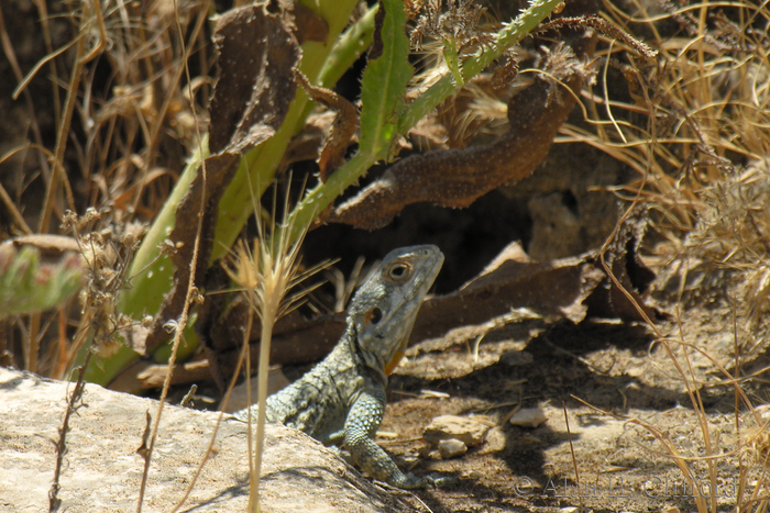 Lizard at Omm Qais