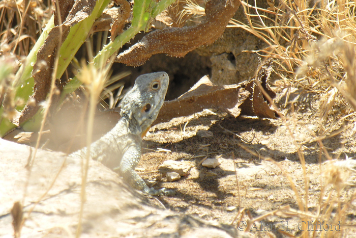 Lizard at Omm Qais