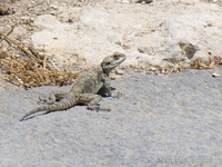 Lizard at Omm Qais