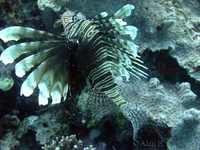 Lionfish