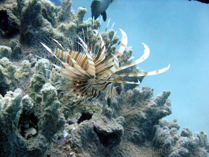 Lionfish