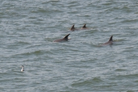 Dolphins near Venice Pier