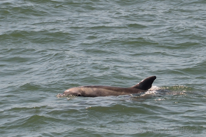 Dolphins near Venice Pier