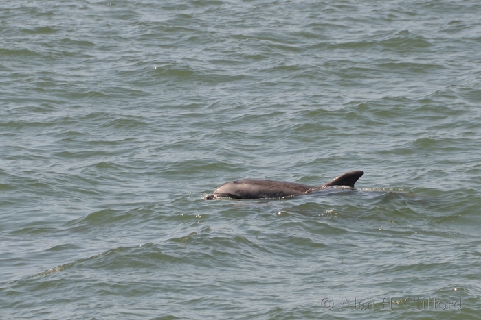 Dolphins near Venice Pier