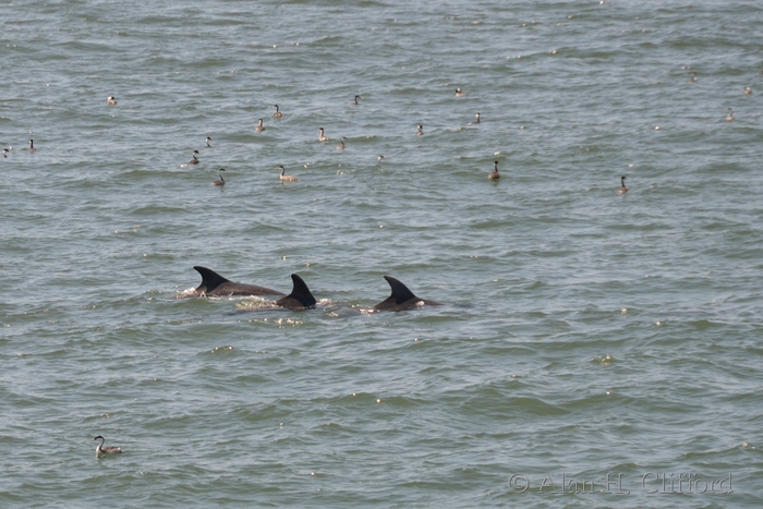 Dolphins near Venice Pier