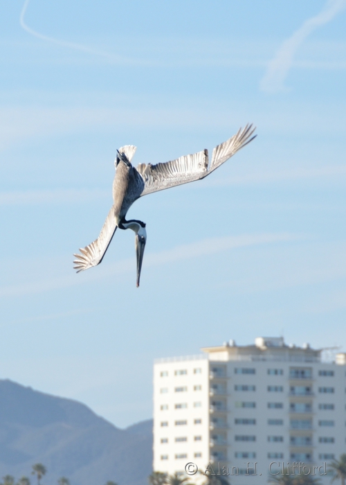 Diving pelican