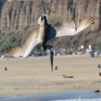 Diving  pelican