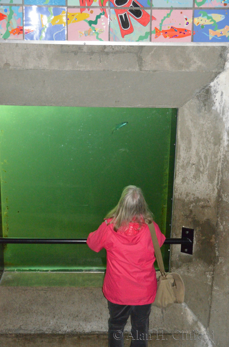 Margaret at the fish ladder