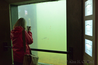 Margaret at the fish ladder