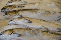 Fish at Pike Place Market