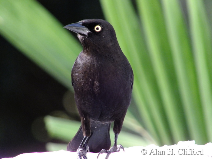 Carib Grackle