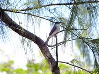 Flycatcher