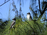 Flycatcher