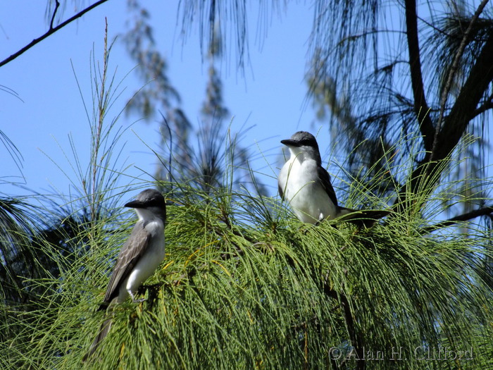 Flycatcher