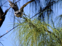 Flycatcher