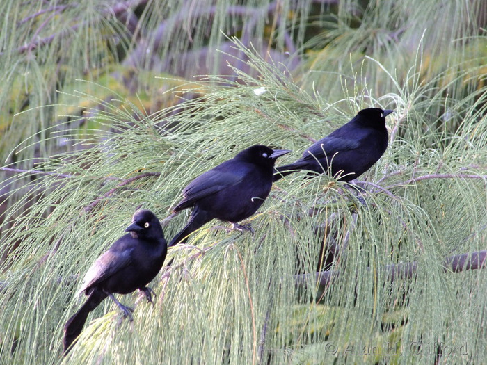 Carib Grackle