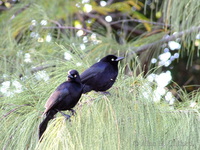 Carib Grackle