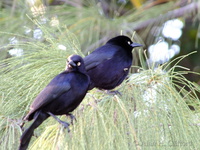 Carib Grackle