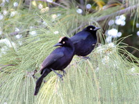 Carib Grackle