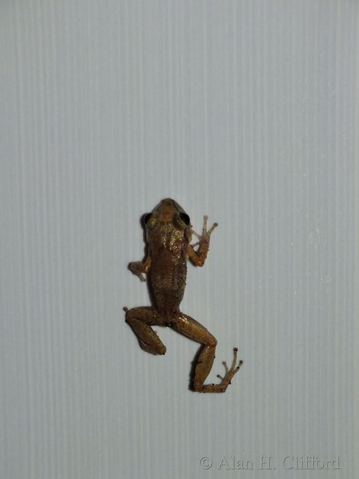 Frog in the bathroom