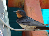 Swallow