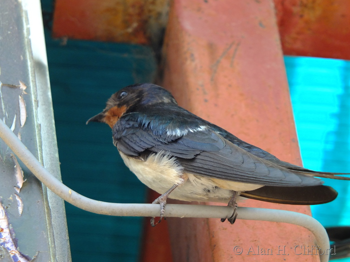 Swallow