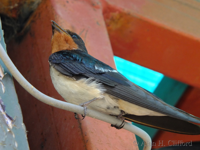 Swallow