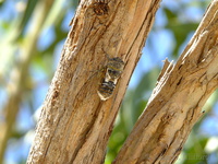 Cicada