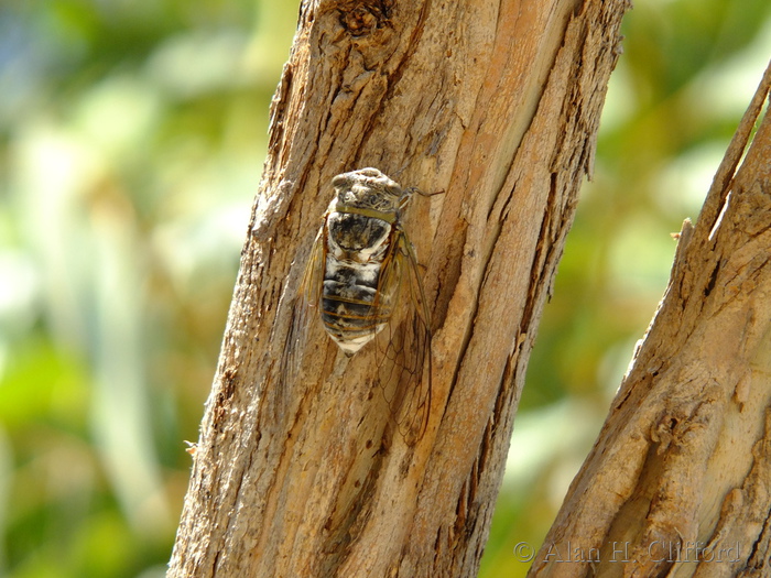 Cicada