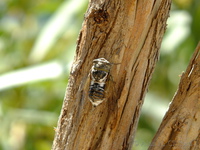 Cicada