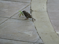 Sparrow with mantis