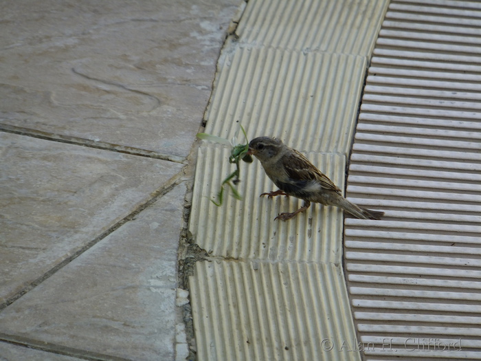 Sparrow with mantis