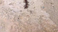 Ants versus millipede (3.5 MB movie)