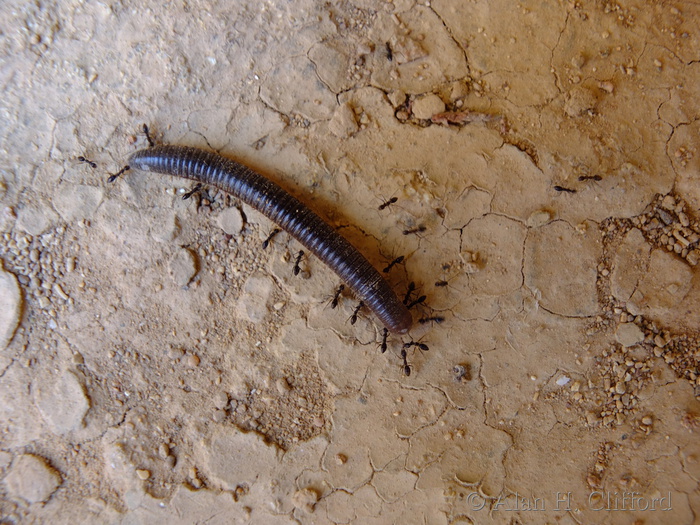 Ants versus millipede