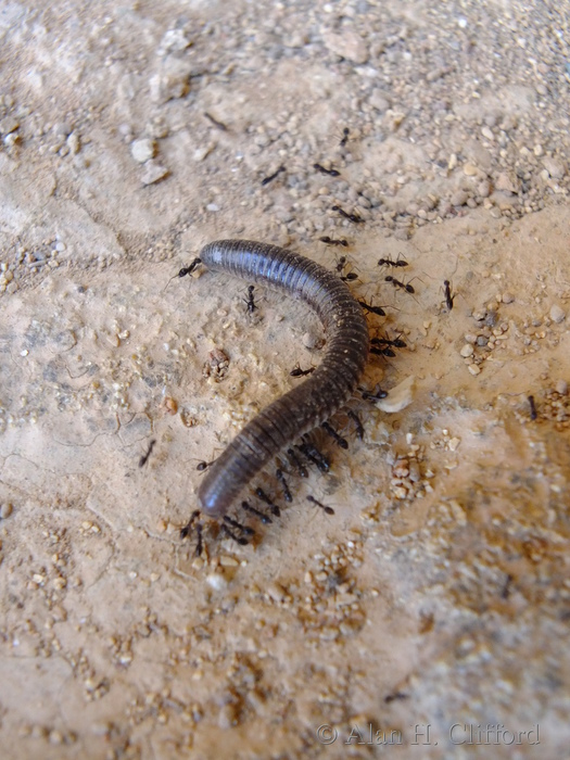 Ants versus millipede