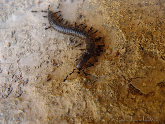 Ants versus millipede