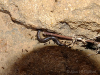 Ants versus millipede