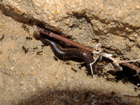 Ants versus millipede