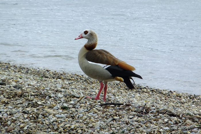 Egyptian Goose