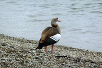 Egyptian Goose