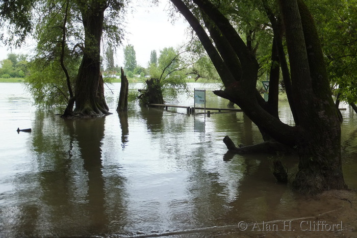 By the Rhine