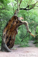 Old tree by the Rhine