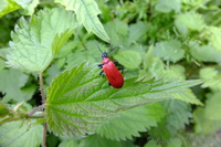 Red Bug