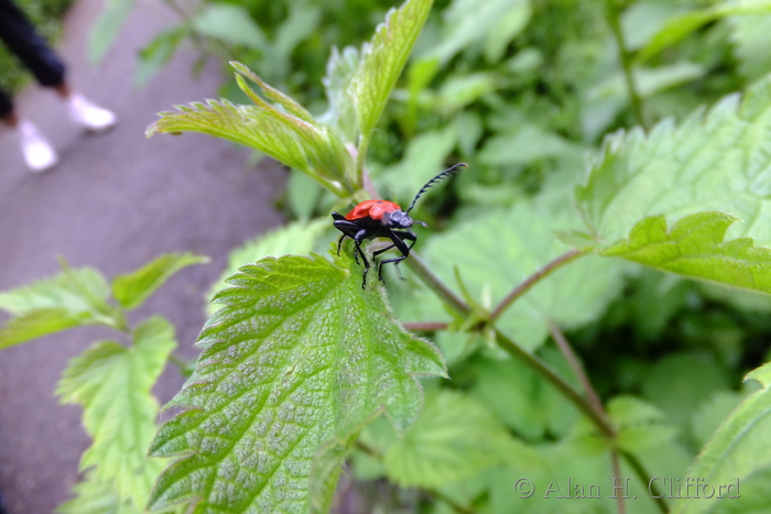 Red Bug