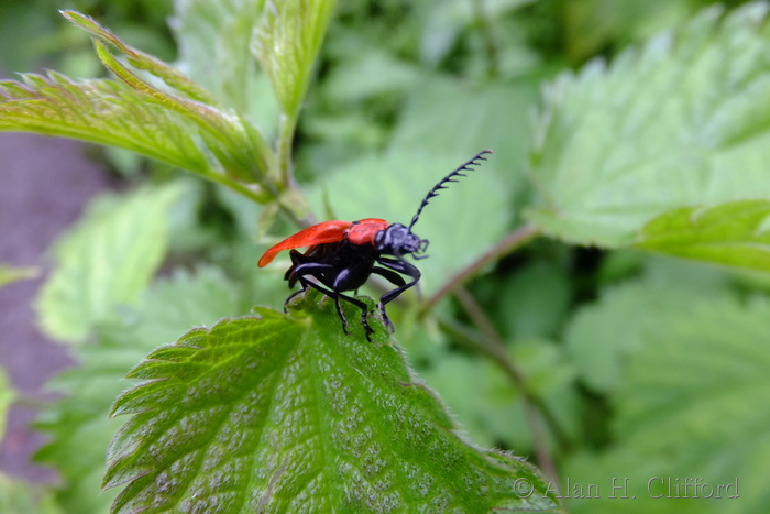 Red Bug