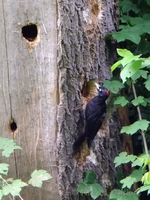 Black Woodpecker