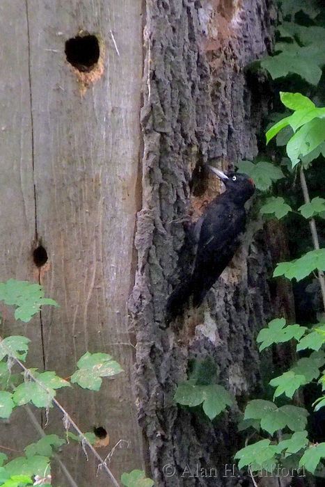 Black Woodpecker